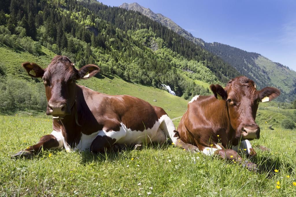 Garni Roesslhof Ξενοδοχείο Hollersbach im Pinzgau Εξωτερικό φωτογραφία